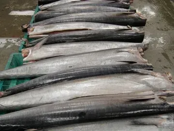 Fresh Ono from United States supplied by UNIFIED SEAFOOD CO INC - Fresh (=Chilled=Raw) Frozen Wahoo
