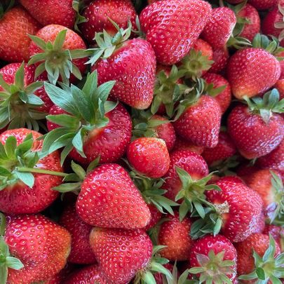 Fresh Organic Strawberry from Switzerland supplied by Fäschtus' Biohof - Bright Red Fresh Strawberry