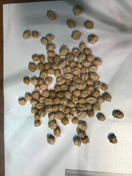 Chickpea from 그리스 supplied by N Karagiorgos bros Sa - High Quality 말린 병아리콩
