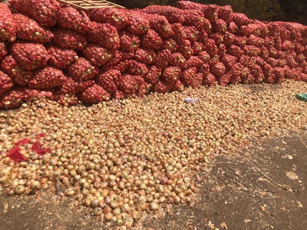 Fresh Onions from 이집트 supplied by AL HAYAH FOR IMPORT AND EXPORT - Long Day 신선 양파