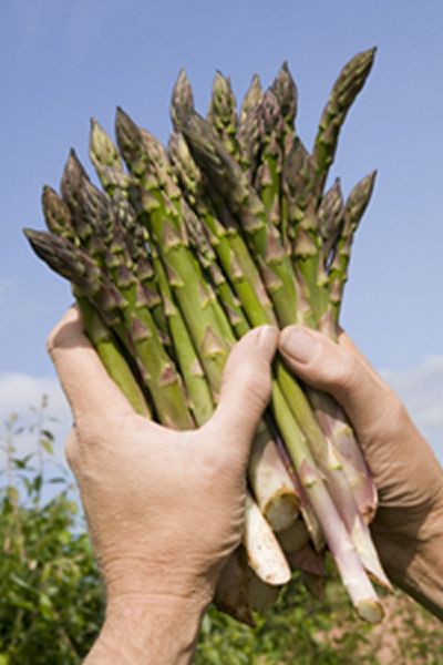 Asparagus from 영국 supplied by Southalls of Norchard - Green-Violet 신선 아스파라거스