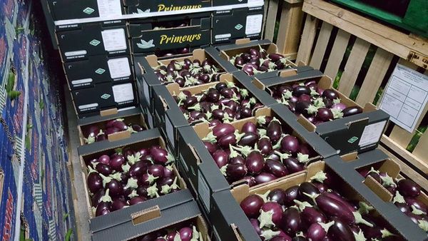 Pink ravaya from Morocco supplied by AMAPRIM - Purple (=Violet) Eggplant