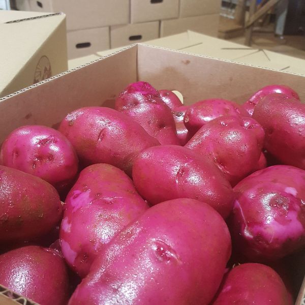 Pink Viking Potatoes from 호주 supplied by Mount Prospect Produce - With Skin 신선 일반 감자