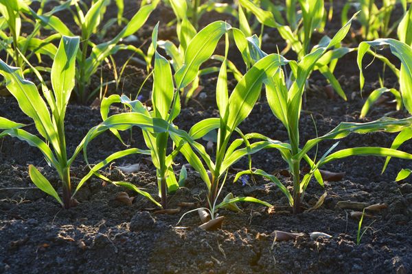 Corn from 슬로바키아 supplied by Agro Banova - For Feed 옥수수