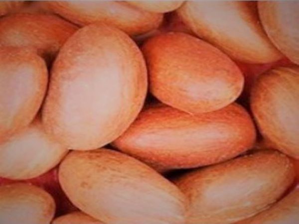 Bitter Kola Nut from 나이지리아 supplied by Royalnat Nig Ltd - Fresh 콜라너트