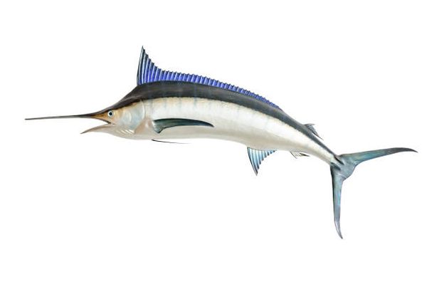 Swordfish from 미국 supplied by Pacific Harvest Seafoods, Inc. - Fresh (=Chilled=Raw) 냉동 황새치 통마리