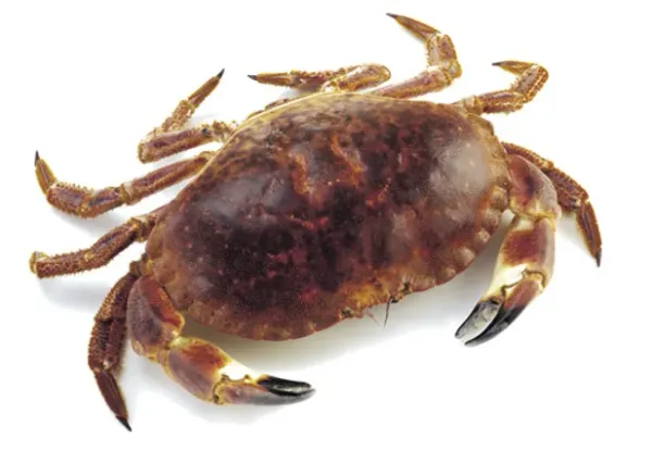 Live Irish Crab from Ireland supplied by Connemara Seafoods Frozen Ltd - Live Fresh Crab