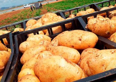 Fresh Potatoes from Spain supplied by VENSER GROUP & SERGIO SISCAR EXPORT - With Skin Fresh Common Potato
