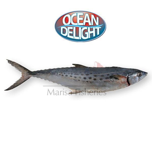 Mackerel from Suriname supplied by Marisa Fisheries - Spanish Mackerel - West African (=Scomberomorus tritor) Frozen Mackerel