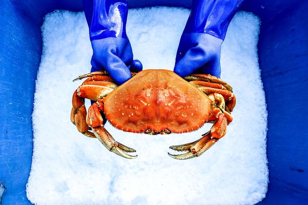 Dungeness Crab from 미국 supplied by Bornstein Seafoods - Cooked (Not Frozen) 냉동 게
