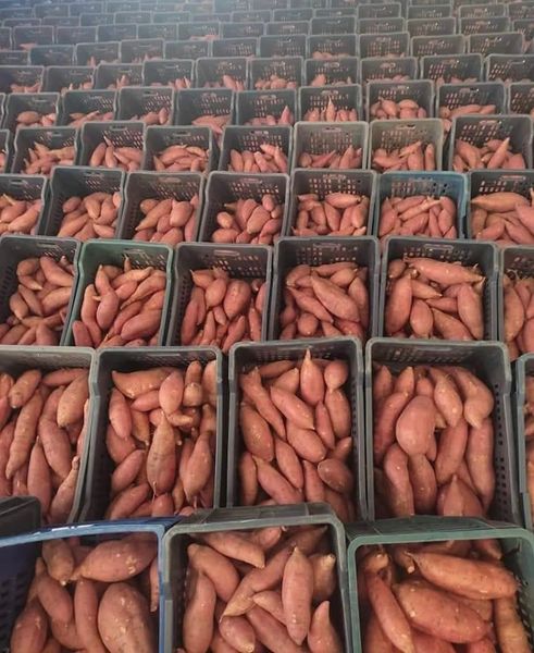 Sweet potatoes from 이집트 supplied by Harvest Hub - 보가드 고구마