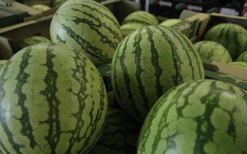 Watermelon from 네덜란드 supplied by Harva - Seeded 신선 수박