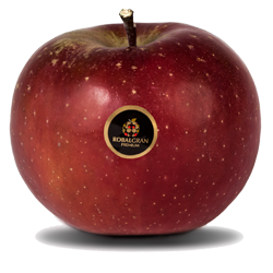 Fuji Apple from Spain supplied by FRUTAS VILLA PEPITA - Red Fresh Apple