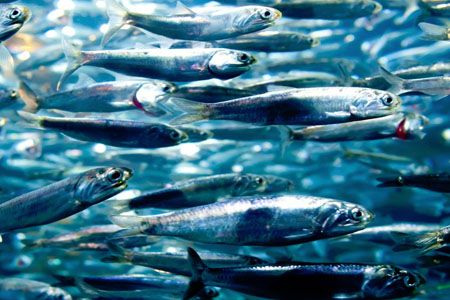 Pilchard - Sardinops Sagax from South Africa supplied by Frontline Seafood Traders - Carton Box (6kg) (=Cardboard Box) Frozen Sardine