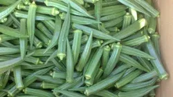 Fresh Okra from 인도 supplied by Ayya AUDB Export - Indian Okra 신선 오크라