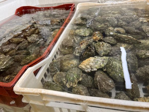 Oyster from United Kingdom supplied by River Teign Shellfish Limited - Whole (=In Shell=Unshucked) Fresh Oyster