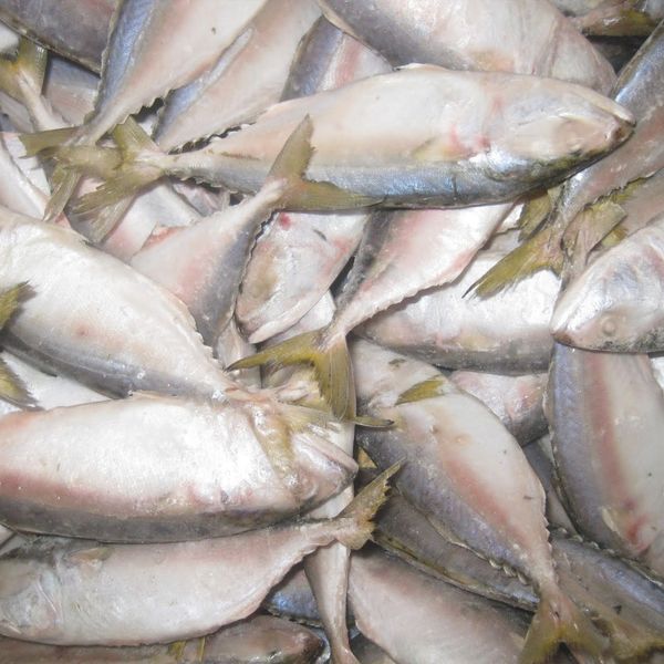 Short Body Mackerel from 베트남 supplied by VIET SEAFOOD AND AGRICULTURAL PRODUCTS CO LTD - Fresh (=Chilled=Raw) 냉동 고등어