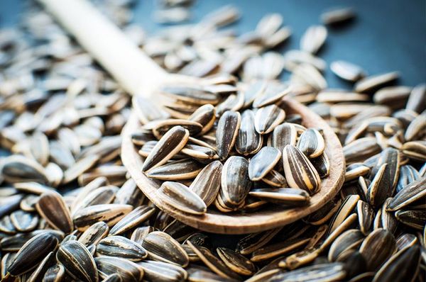 Sunflower Seed from Germany supplied by P. Krücken Organic GmbH - Kernel Sunflower Seed