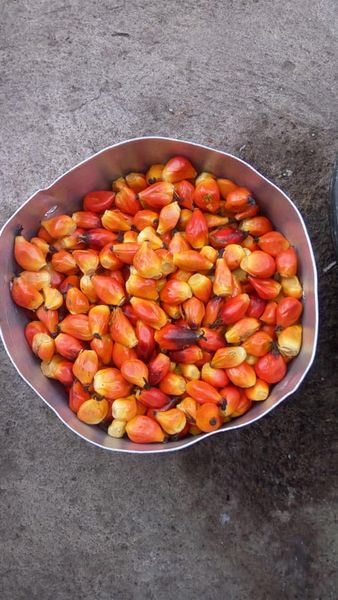 Palm nut from Ghana supplied by Otumi farms - Raw (=Natural) Palm Kernel & Nut