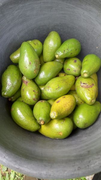 Fresh Avocado from Ghana supplied by Otumi farms - Green Fresh Avocado