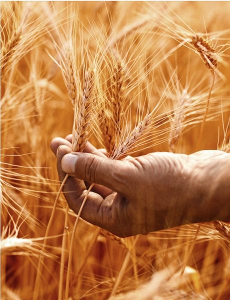 Hard spring wheat from United States supplied by Minot Milling Company - Whole Wheat