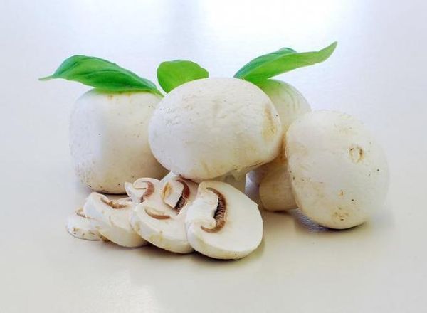 IQF Mushroom from 미국 supplied by Coloma Frozen Foods - Sliced 기타 신선 버섯류