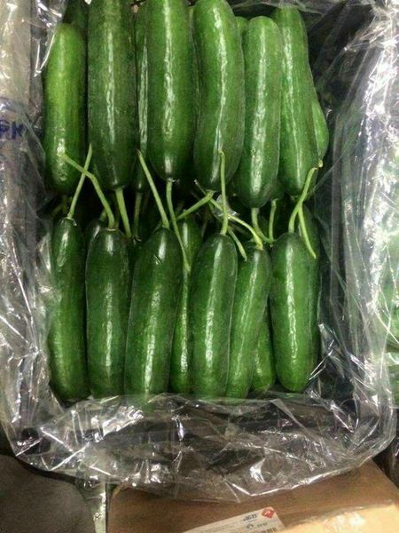 Cucumber from Belgium supplied by MEDLY BVBA - Conventional Fresh Cucumber