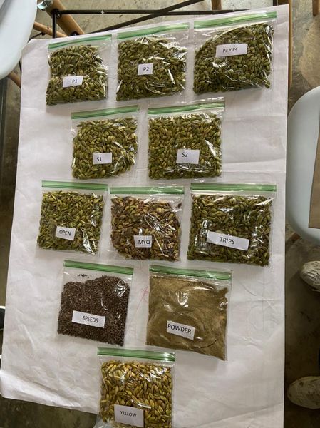 Cardamom from 과테말라 supplied by Kardem - Fresh 카다멈