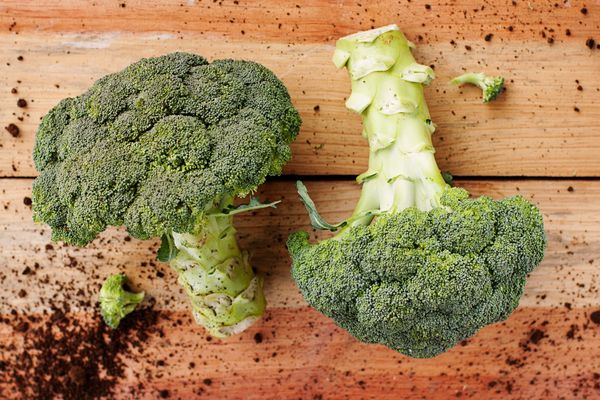 fresh broccoli from 멕시코 supplied by Coprimex - Fresh (=Chilled) 신선 브로콜리 꽃