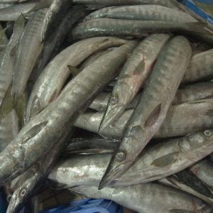 Barracuda from 나이지리아 supplied by Karflex Fisheries Limited - Fresh (=Chilled=Raw) 냉동 바라쿠다