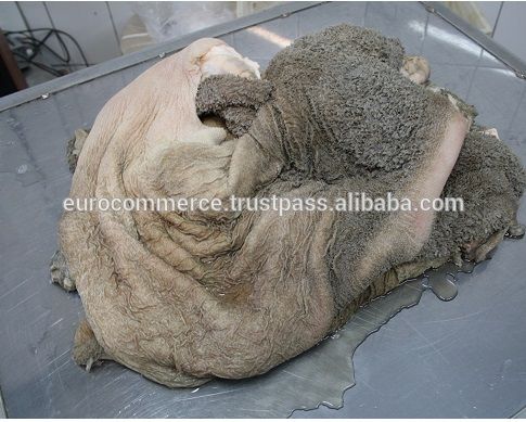 Beef green tripe from Ukraine supplied by Euro-Commerce LTD - Offal - Tripe Fresh Whole Beef