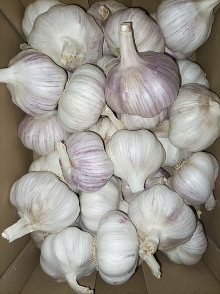 Garlic from 폴란드 supplied by Falcon Garlic - 부드러운 마늘 신선 마늘