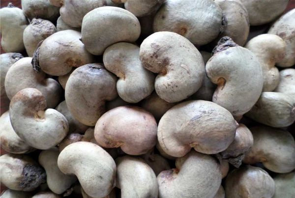 RAW CASHEW NUT from Benin supplied by AFRICA GLOBAL TRADING SARL - Organic Raw Cashew Nut