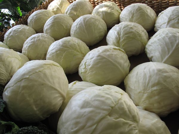 Fresh Cabbage from 독일 supplied by Fischer - Gemüse GmbH & Co. KG - 적양배추 신선 양배추