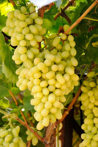 Fresh Whole Grape from Greece supplied by PSYCHOGYIOS, D., AGRICULTURAL PRODUCTS SA - Seedless Fresh Grape