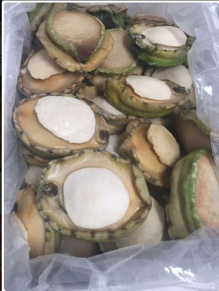 Abalone from South Africa supplied by Sea Harbour Australia - Australian Abalone (=Haliotis australis=Queen Paua) Fresh Abalone