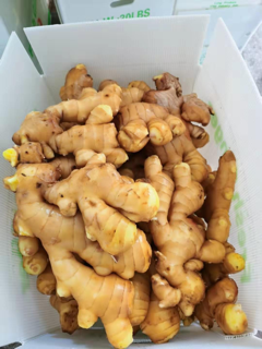 Ginger from 미국 supplied by Kaymile Trading Inc - Grade A 통생강