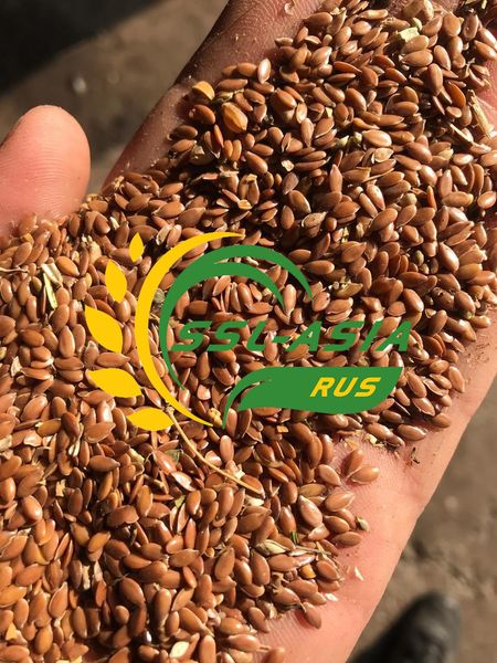 Flax seeds from 러시아 supplied by ООО ССЛ-Азия - Excellent Quality 아마 씨