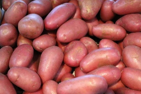 Fresh Potato from 독일 supplied by Solanum Marketing Company mbH - With Skin 신선 일반 감자