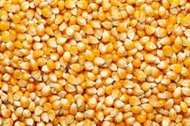 Yellow and White Maize from Nigeria supplied by Hanimex merchant - Raw Maize (Corn)