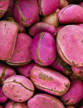 Kola Nut from 나이지리아 supplied by WestSun Limited - Fresh 콜라너트