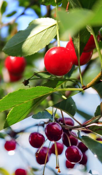 Cherries from Chile supplied by El Torreon Export Ltda. - Sweet Cherry - Skeena (=13S 43-48) Fresh Sweet Cherry