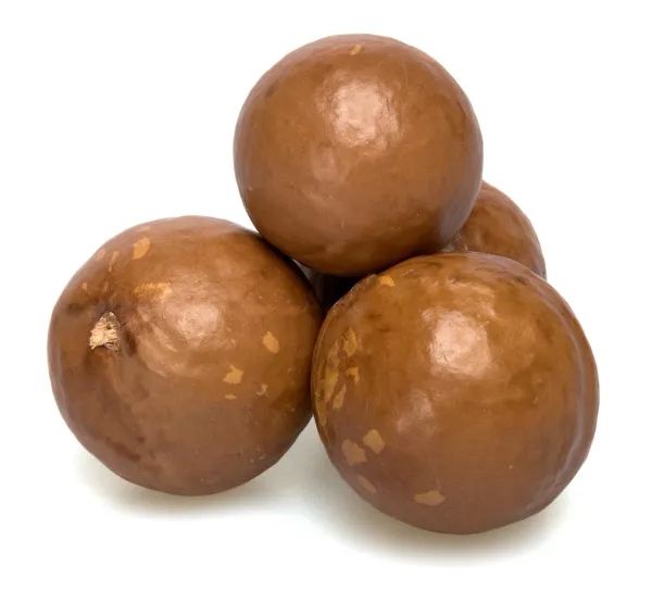 Premium In-shell Macadamia from 남아프리카공화국 supplied by Golden Macadamias - Premium Quality 마카다미아 알맹이