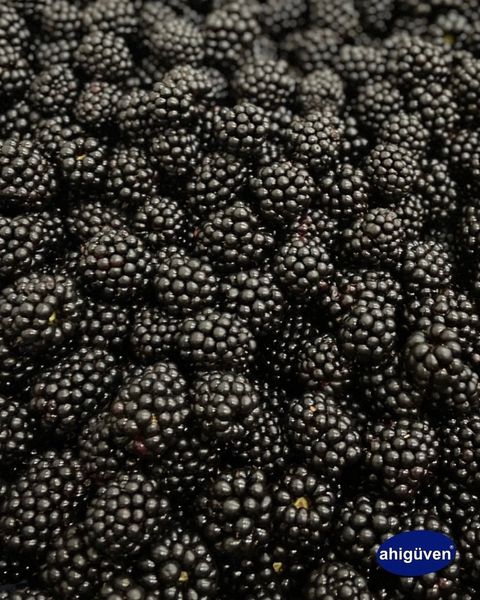 frozen blackberries from 튀르키예 supplied by Ahi Guven Canned & Frozen Food Co. - Frozen 신선 블랙베리