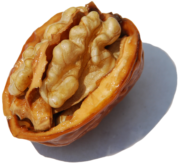 Fresh Walnut from 프랑스 supplied by SARL RIVIERE - 껍질 없음 호두 알맹이