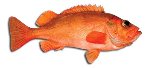 Fresh Redfish from 노르웨이 supplied by NORDIC GROUP AS - Whole (=In The Round) 냉동 레드피쉬