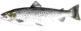 Fresh Trout from 노르웨이 supplied by LEO FISH AS - With Bone 냉동 송어