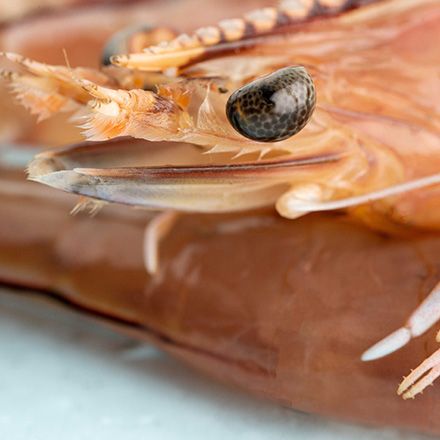Spencer Gulf Prawns from Australia supplied by Blaslov Fishing Company - Grade A Frozen Common Shrimp & Prawn
