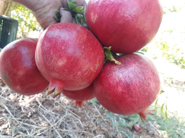 Pomegranate from 튀르키예 supplied by Neva Fresh - Medium Quality 신선 석류
