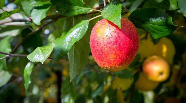 Apple from 영국 supplied by Richard Hochfeld Ltd - Red 신선 사과